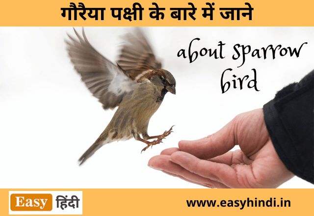 About Sparrow in Hindi